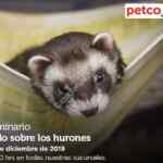 Seminarios Petco fin de semana: "Alimentación mascota senior", "aprendiendo a ir al baño" y "todo sobre los hurones"