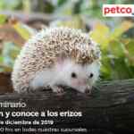 Seminarios Petco fin de semana: "fiestas tranquilas", "viajando con mi perro" y "ven y conoce los erizos"