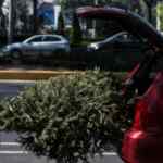 CDMX acopio de árboles de Navidad: planta Gratis si llevas a reciclar tu arbolito de Navidad