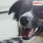 Seminarios Petco fin de semana: "Higiene bucal", "Ansiedad por separación" y "Cómo iniciar con un acuario"