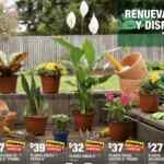 En Home Depot 2x1 en plantas seleccionadas