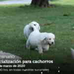 Seminarios Petco de fin de semana: "alimentos que protegen piel y pelo de tu mascota", "socialización para cachorros" y más