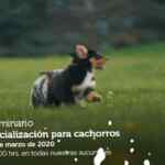 Seminarios Petco fin de semana: "Shampoo y cepillo ideal", "socialización para cachorros" y "heno para mamíferos"