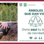 CDMX: planta o árbol GRATIS al reciclar tu árbol de Navidad natural