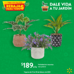 Ofertas Walmart Rebajas para Todos en plantas para tu hogar