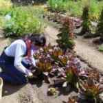 Curso Gratis para la Producción Agroecológica de Alimentos cortesía de la Semarnat