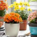 2x1 en plantas en Home Depot