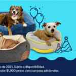 Ofertas Petco Día del Perro 2021 en alimento, accesorios y más del 16 al 18 de julio