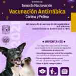 Jornada Nacional de Vacunación Antirrábica 2021: vacunas Gratis para perros y gatos