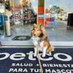 Promoción apertura Petco Oceanía: Tarjetas de regalo de $100 para los 100 primeros el 4 de diciembre