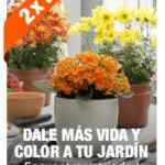 2x1 en plantas seleccionadas en Home Depot