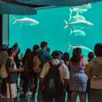 Promo Aquarium Veracruz: entrada Gratis el segundo martes de cada mes