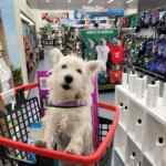 Promo Petco Reinauguración: tarjetas de regalo de $100 GRATIS este 30 de septiembre