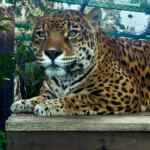 2x1 en Zoológico Zacango todos los lunes
