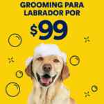 En Petco grooming para labrador a sólo $99 este domingo (baño + cepillado de dientes + corte y pulido de uñas + tratamiento)
