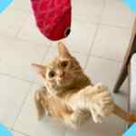 Cupón Petco Día del Gato: Alimento húmedo de Plaisir Merluza o Camarón gratis si registras a tu gato en la App