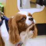 En Petco bandana de regalo para perro al hacer una cita para corte