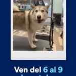 Promo Aniversario Petco: gorrito y moñito Gratis este fin de semana