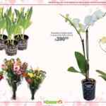 Folleto de San Valentín La Comer al con 2do a mitad de precio en fragancias, ofertas en flores y más