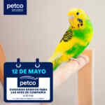 Aprendiendo con Petco fin de semana: “Cuidados Básicos para las Aves de Compañía” y “Ansiedad por Separación”