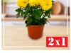 2×1 en plantas seleccionadas en Home Depot