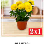2x1 en plantas seleccionadas en Home Depot