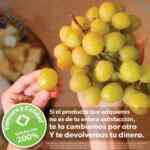 Folleto cuponera Sam’s Club al 6 de agosto 2025