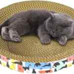Cama y rascador circular para gatos baja a un excelente precio