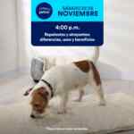 Aprendiendo con Petco Gratis Fin de semana 22 y 23 de noviembre 2025 Aprendiendo con Petco Gratis Fin de semana 22 y 23 de noviembre 2025