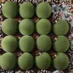 Paquete de 15 esferas navideñas con textura de terciopelo bajan a un tremendo precio Paquete de 15 esferas navideñas con textura de terciopelo bajan a un tremendo precio