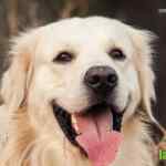 Folleto de Mascotas La Comer al 20 de mayo 2026 con 2do a mitad de precio y más