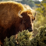 Cupón 2×1 entradas Africam Safari si llevas tu arbolito de Navidad a reciclar