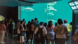 Promo Aquarium Veracruz: entrada Gratis el segundo martes de cada mes