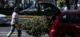 CDMX acopio de árboles de Navidad: planta Gratis si llevas a reciclar tu arbolito de Navidad