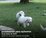 Seminarios Petco de fin de semana: «alimentos que protegen piel y pelo de tu mascota», «socialización para cachorros» y más