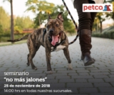 En Petco seminarios gratuitos «no más jalones» y «conoce a los geckos» hoy domingo