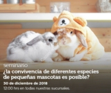 Seminarios Petco gratuitos «El perro destructor» y «convivencia de especies de pequeñas mascotas» hoy domingo